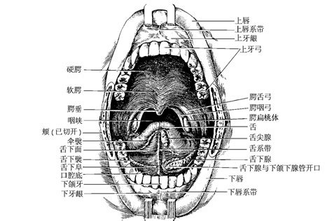 嘴巴器官|口腔的生理结构